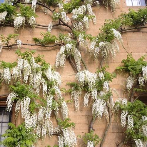 Wisteria sinensis 'Alba'