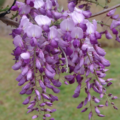 Wisteria sinensis 'Amethist'