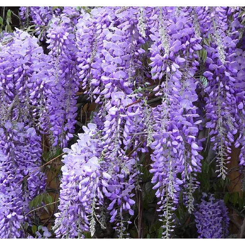 Wisteria sinensis 'Southern Belle'