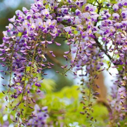 Wisteria sinensis 'Texas Purple'