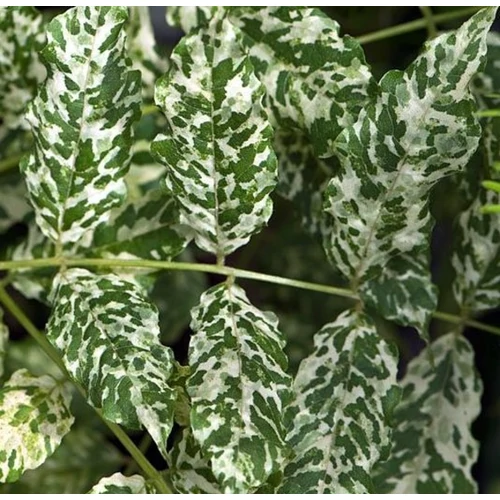Wisteria 'Variegata'