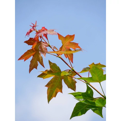 Acer 'Pacific Sunset'
