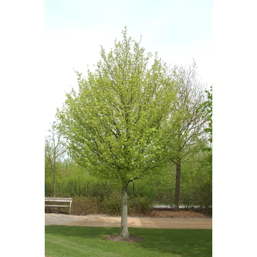Acer campestre 'Elsrijk'
