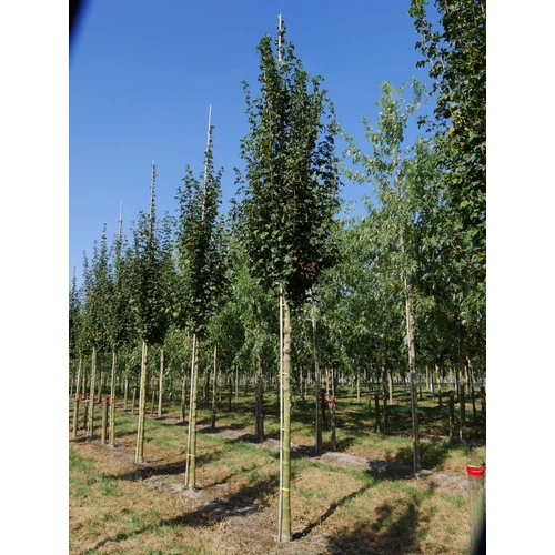 Acer campestre 'Lienco'