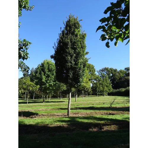 Acer campestre 'William Caldwell'