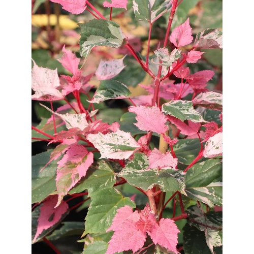 Acer conspictum 'Red Flamingo'