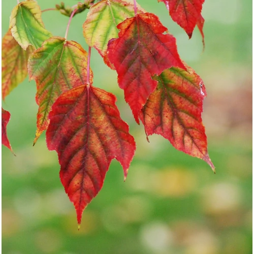 Acer davidii