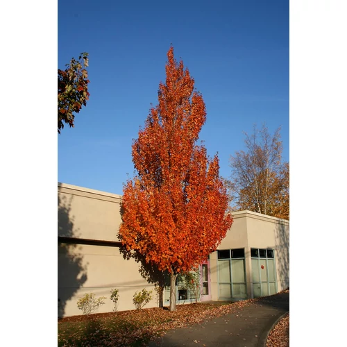 Acer freemanii 'Armstrong'