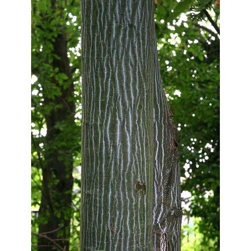 Acer grosseri 'Hersii'