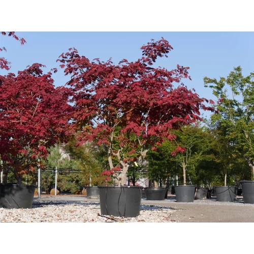 Acer japonicum 'Aconitifolium'