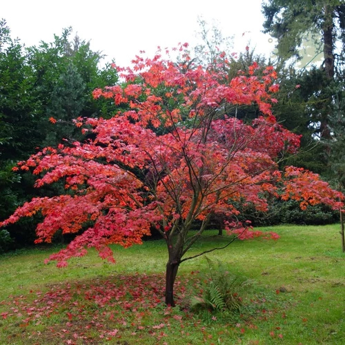 Acer palmatum 'Atropurpureum'
