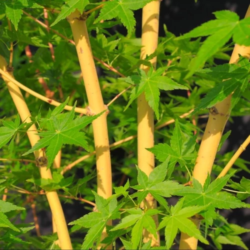 Acer palmatum 'Bi Hoo'