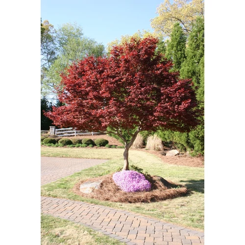 Acer palmatum 'Bloodgood'