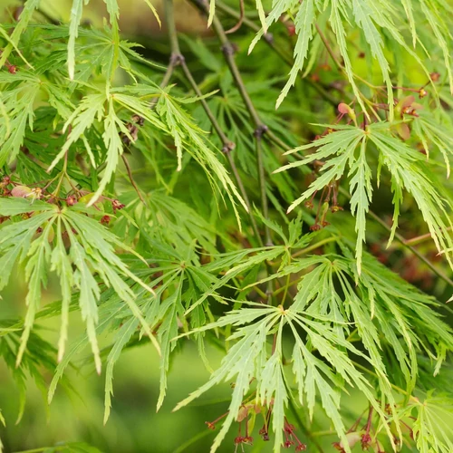 Acer palmatum 'Dissectum'