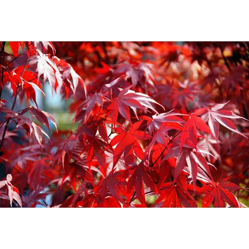 Acer palmatum 'Fireglow'