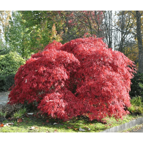 Acer palmatum 'Garnet'