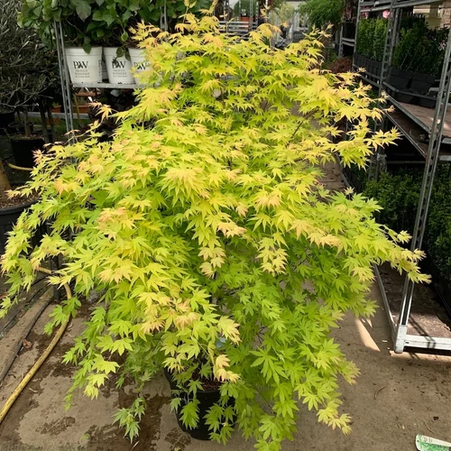 Acer palmatum 'Orange Dream'
