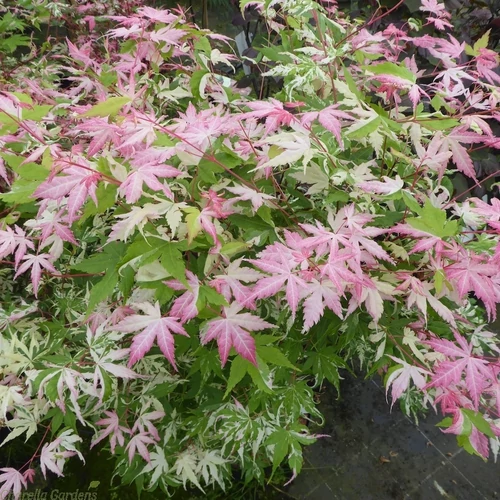 Acer palmatum 'Oridono Nishiki'