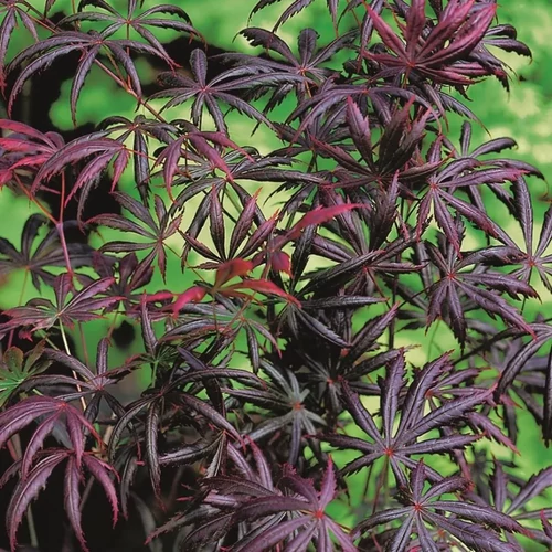 Acer palmatum 'Trompenburg'