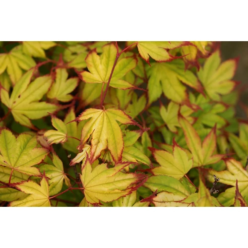 Acer palmatum 'Sango Kaku'
