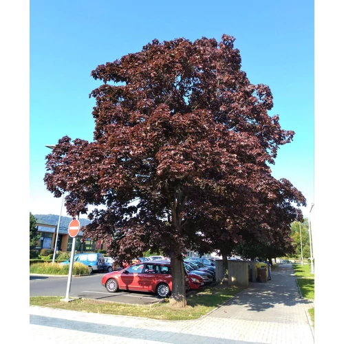 Acer platanoides 'Crimson King'
