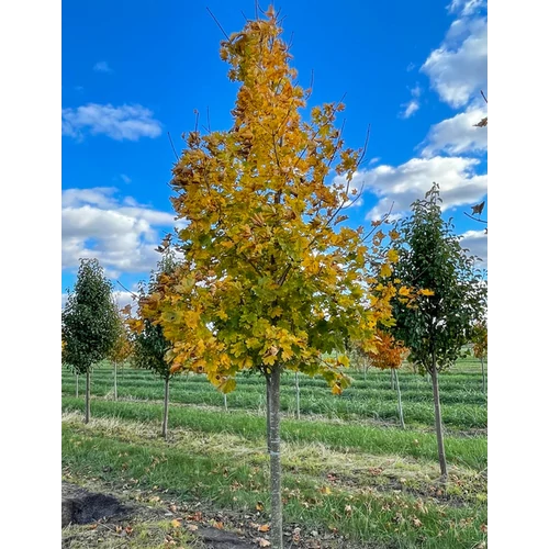 Acer platanoides 'Parkway'