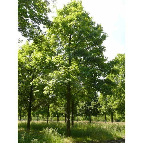 Acer pseudoplatanus 'Negenia'