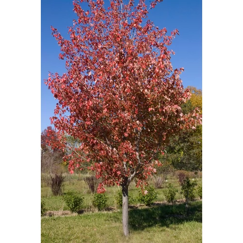 Acer rubrum 'Autumn Radiance'