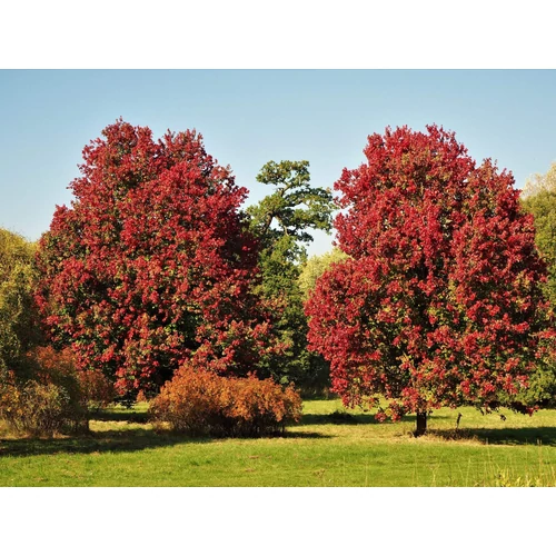 Acer rubrum 'October Glory'