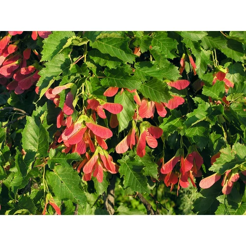 Acer tataricum
