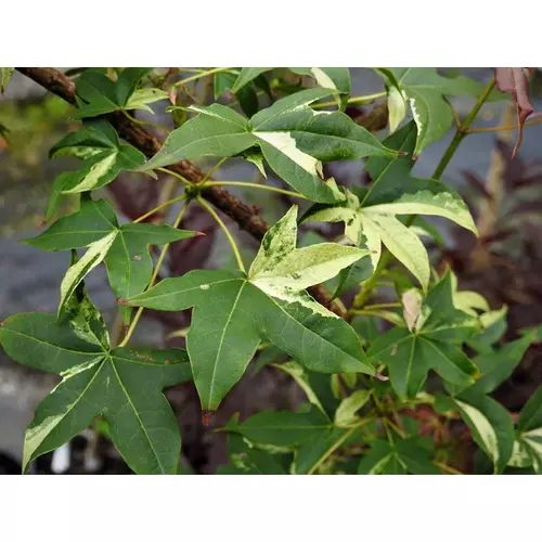 Acer truncatum 'Akikaze-nishiki'
