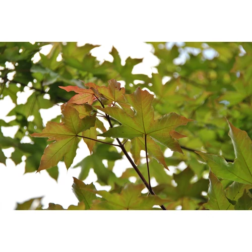 Acer x zoeschense 'Annae'