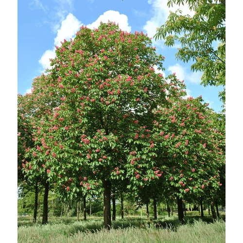 Aesculus carnea 'Briotti'