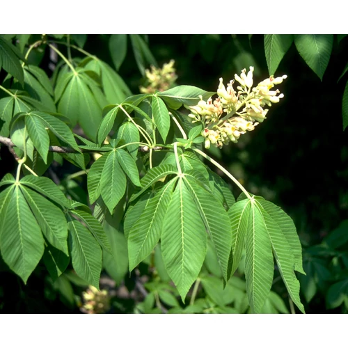 Aesculus flava