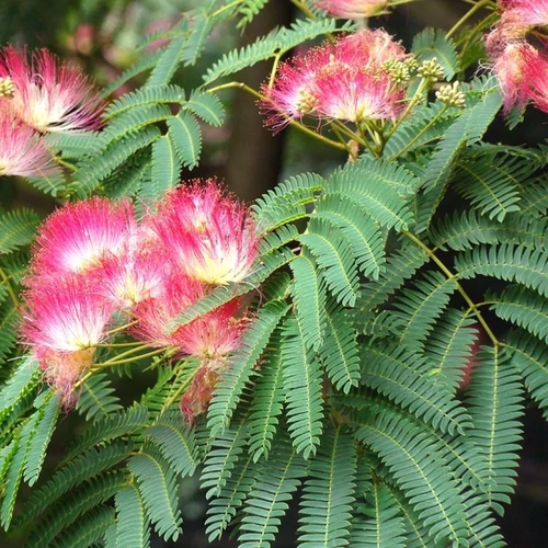 Albizia julibrissin 'Rouge'