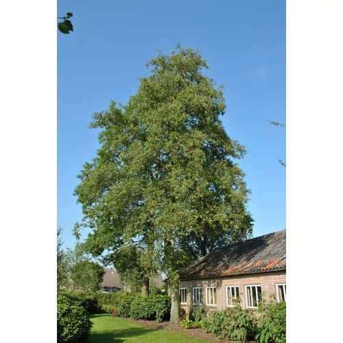 Alnus cordata