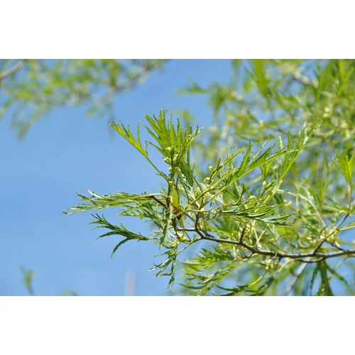 Alnus glutinosa 'Imperialis'