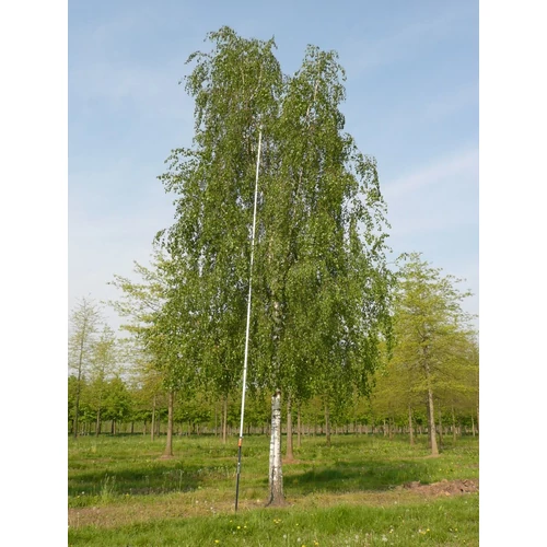 Betula pendula