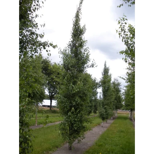 Betula pendula 'Fastigiata'
