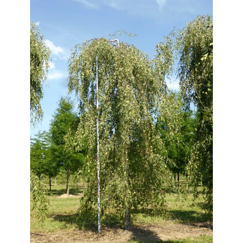 Betula pendula 'Youngii'