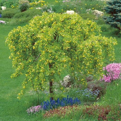 Caragana arborescens 'Pendula'