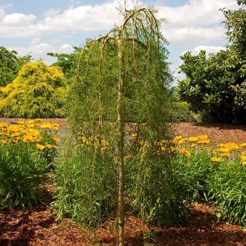 Caragana arborescens 'Walker'