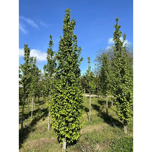 Carpinus betulus 'Lucas'