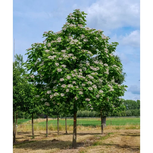 Catalpa bignonioides