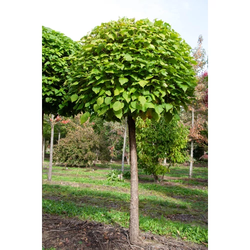 Catalpa bignonioides 'Nana'