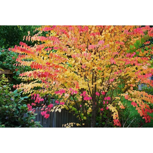 Cercidiphyllum japonicum