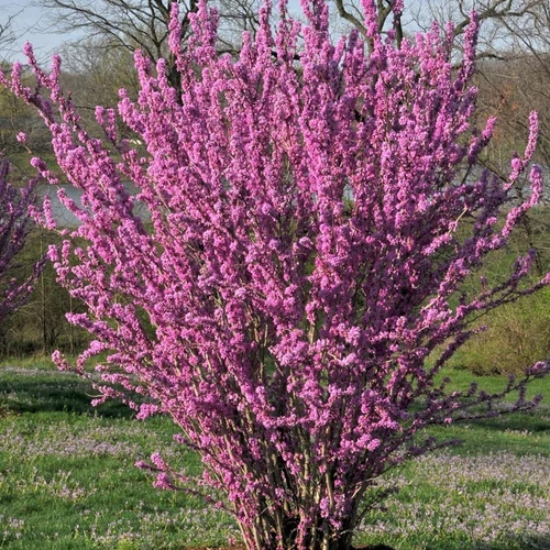 Cercis chinensis 'Avondale'