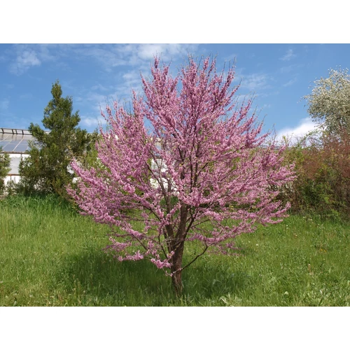 Cercis siliquastrum