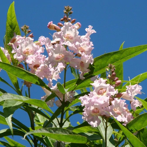 Chitalpa tashkentensis 'Pink Dawn'