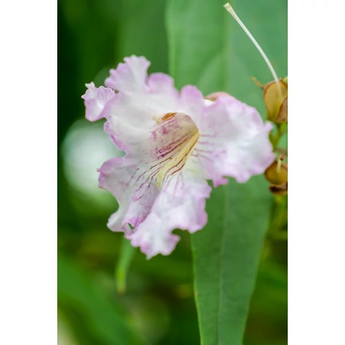 Chitalpa tashkentensis 'Summer Bells'